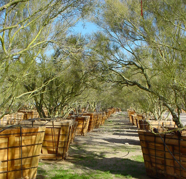 Landscape Maintenance Gallery Image One