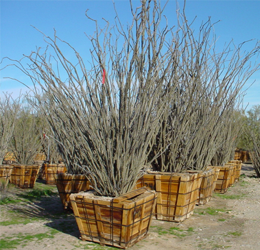 Landscape Maintenance Gallery Image Two