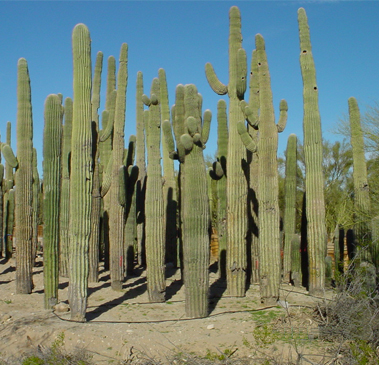Landscape Maintenance Gallery Image Three