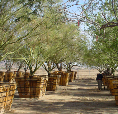 Landscape Maintenance Gallery Image Four