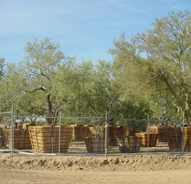 Landscape Maintenance Gallery Image Five