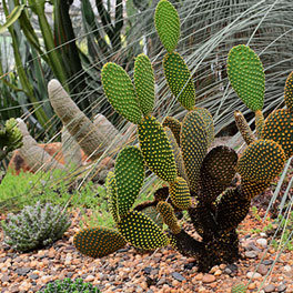 NATIVE PLANT PRESERVATION